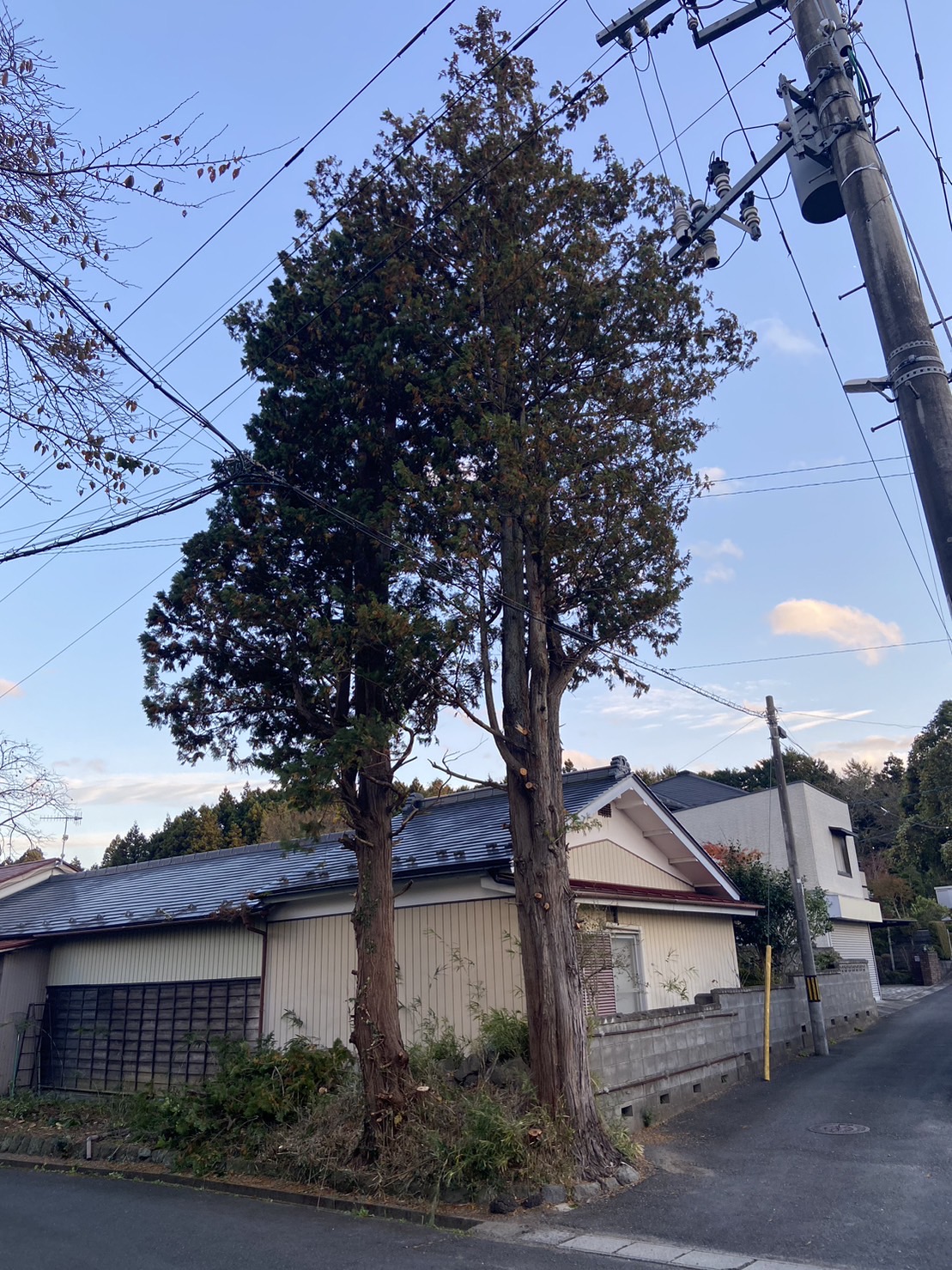 郡山市　伐採 - Before
