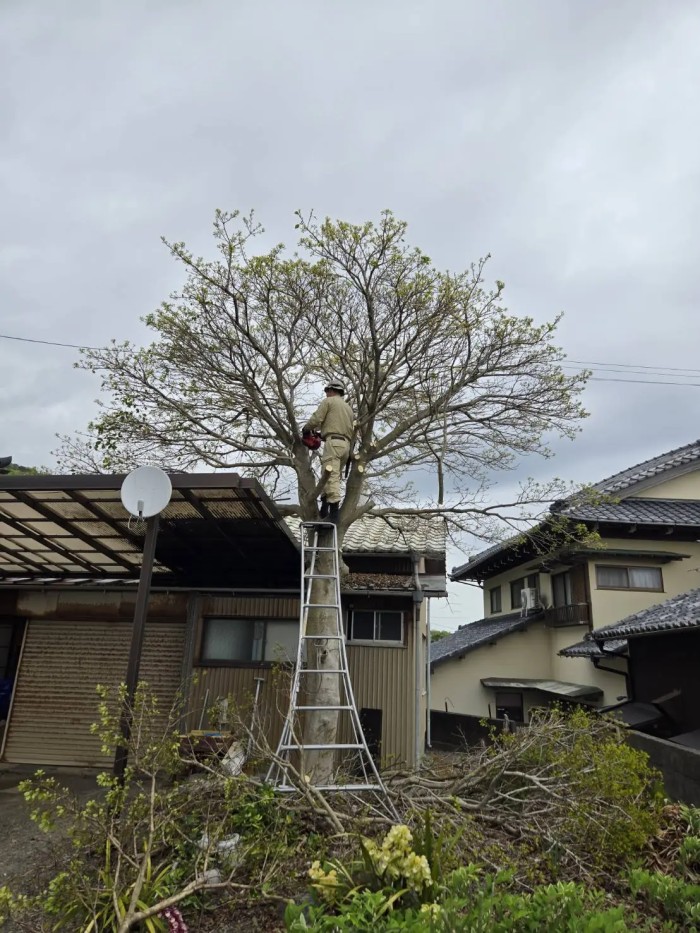 須賀川市でテラス屋根に被さるモチノキを特殊伐採！重機なしでも安全に枝を下ろす方法 - Before