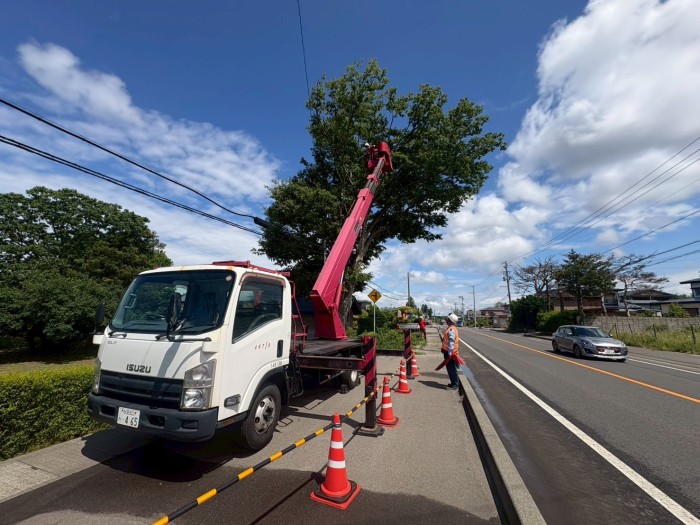 須賀川市で特殊伐採｜歩道や電線に迫った高さ約10mの大木を高所作業車で安全に伐採 - Before